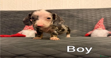 Miniature Dachshund dogs Miniature Dachshund  - Advert 3