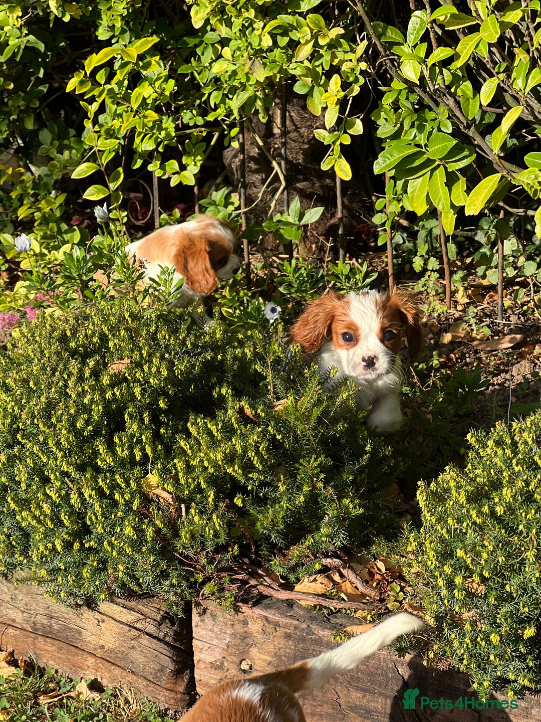 Cavalier King Charles Spaniel dogs for sale: Last 2 boy King Charles cavaliers  - Image 5