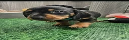 Miniature Dachshund dogs for sale: Male Miniature Dachshund puppies  in Cowdenbeath - Advert 7