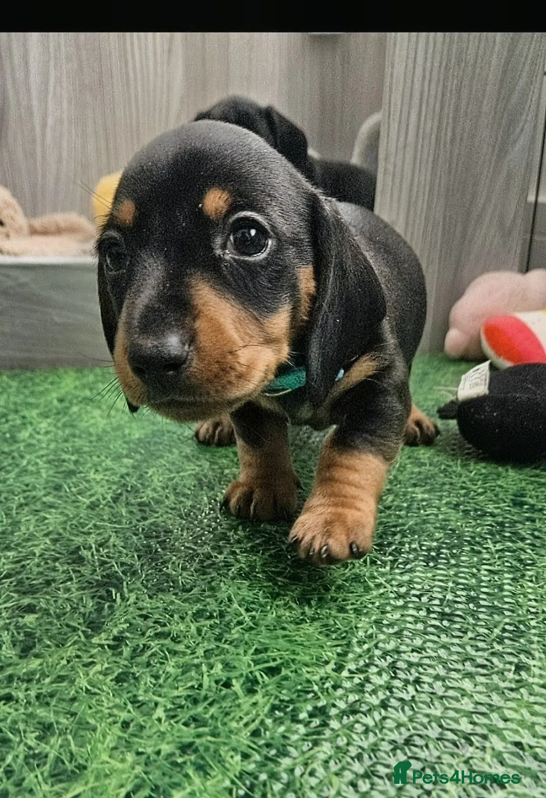 Miniature Dachshund dogs for sale: Male Miniature Dachshund puppies  in Cowdenbeath - Advert 7