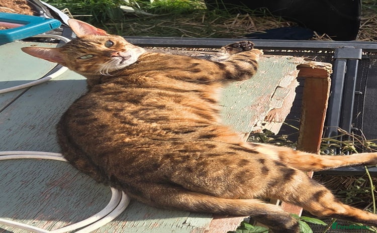 Bengal cats - Advert 1