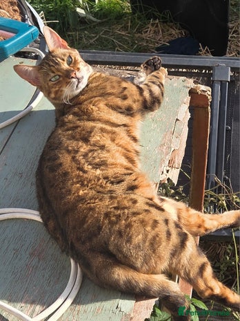 Bengal cats - Advert 1