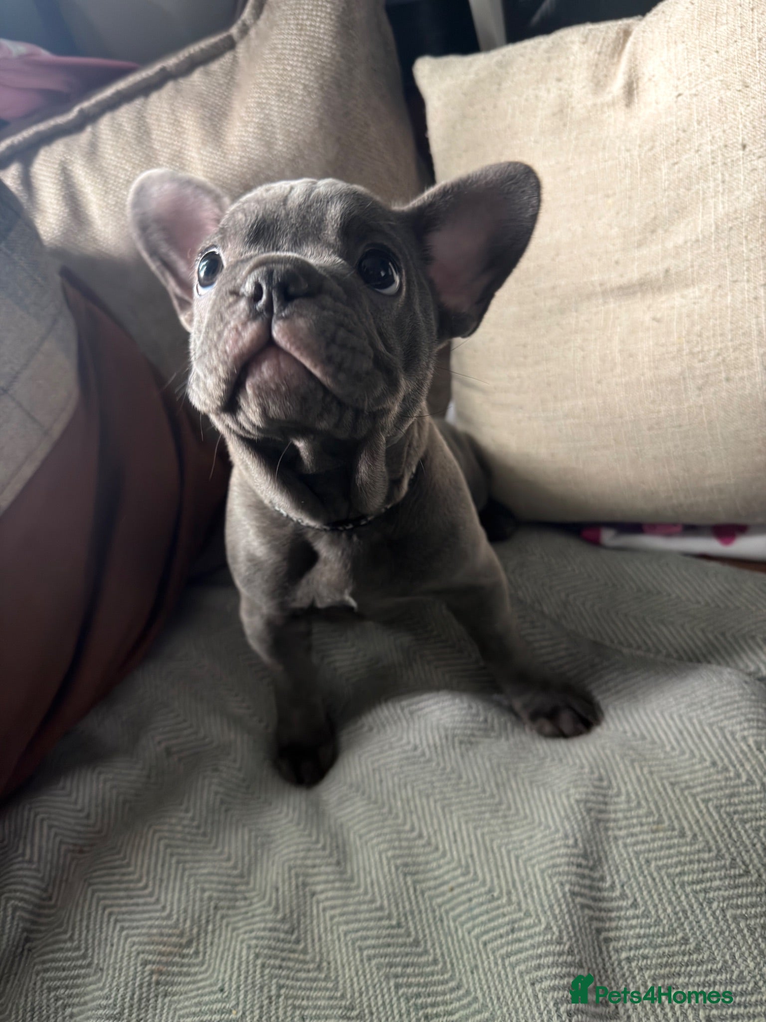 French Bulldog dogs Only one girl left Beautiful French Bulldog - Advert 9