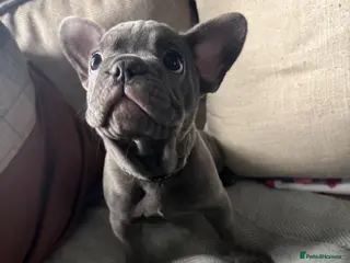 French Bulldog dogs Only one girl left Beautiful French Bulldog - Advert 2