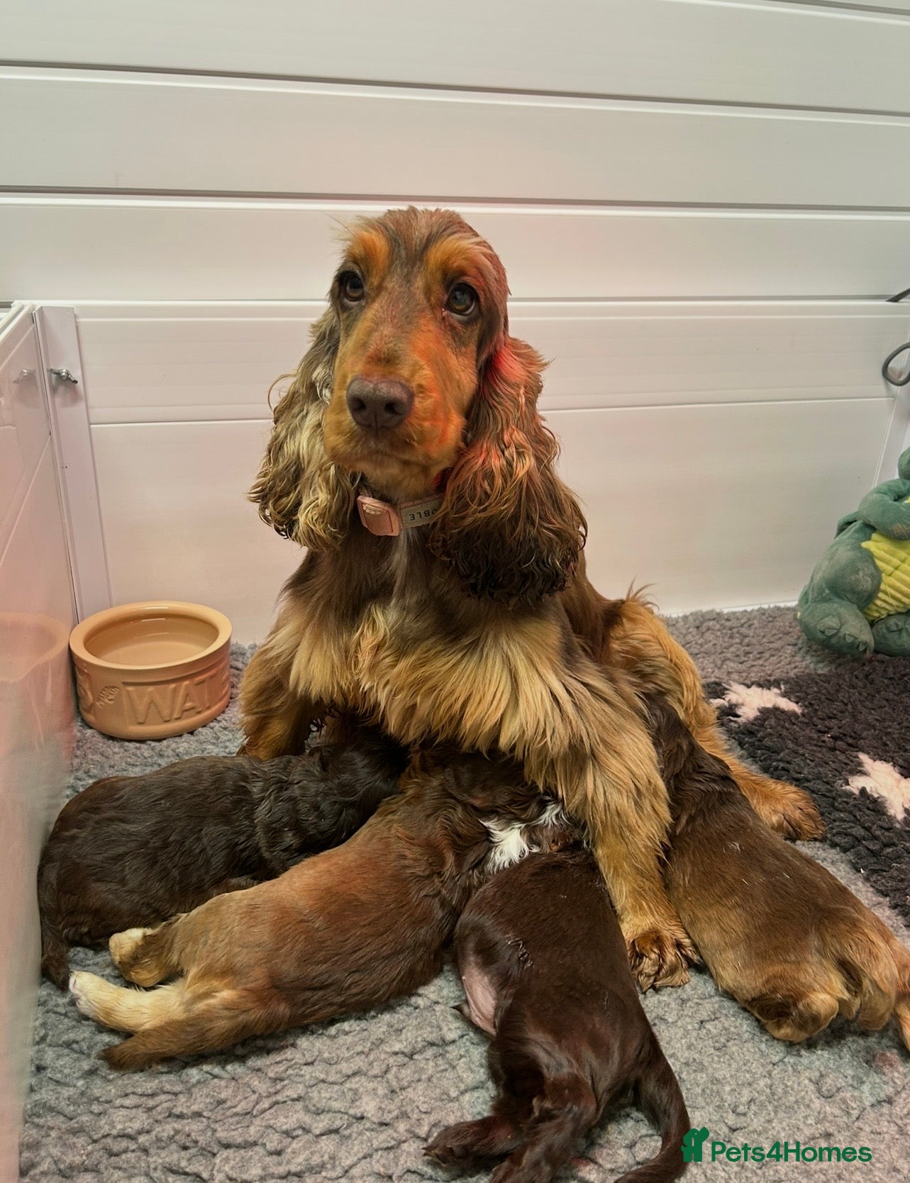 Cocker Spaniel dogs Fantastic show cocker boys dna clear  - Advert 3