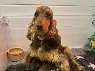 Cocker Spaniel dogs Fantastic show cocker boys dna clear - Advert 3