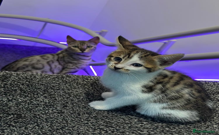Bengal cats - Advert 5