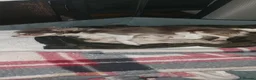 Chihuahua dogs for sale: Chihuahua puppies  in Willenhall - Advert 6