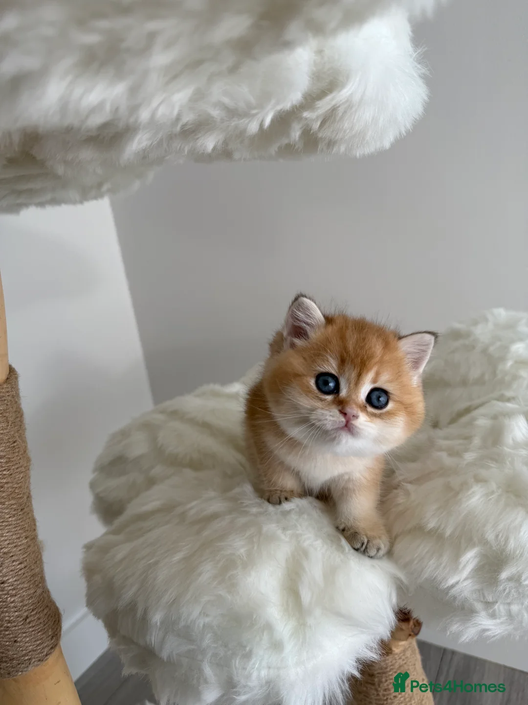 British Shorthair cats for sale: Golden Blue British Shorthair kittens  - Advert 28