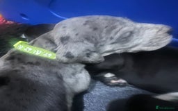 Great Dane dogs for sale: READY NOW PURE BRED GREAT DANE PUPPIES FOR SALE - Image 28