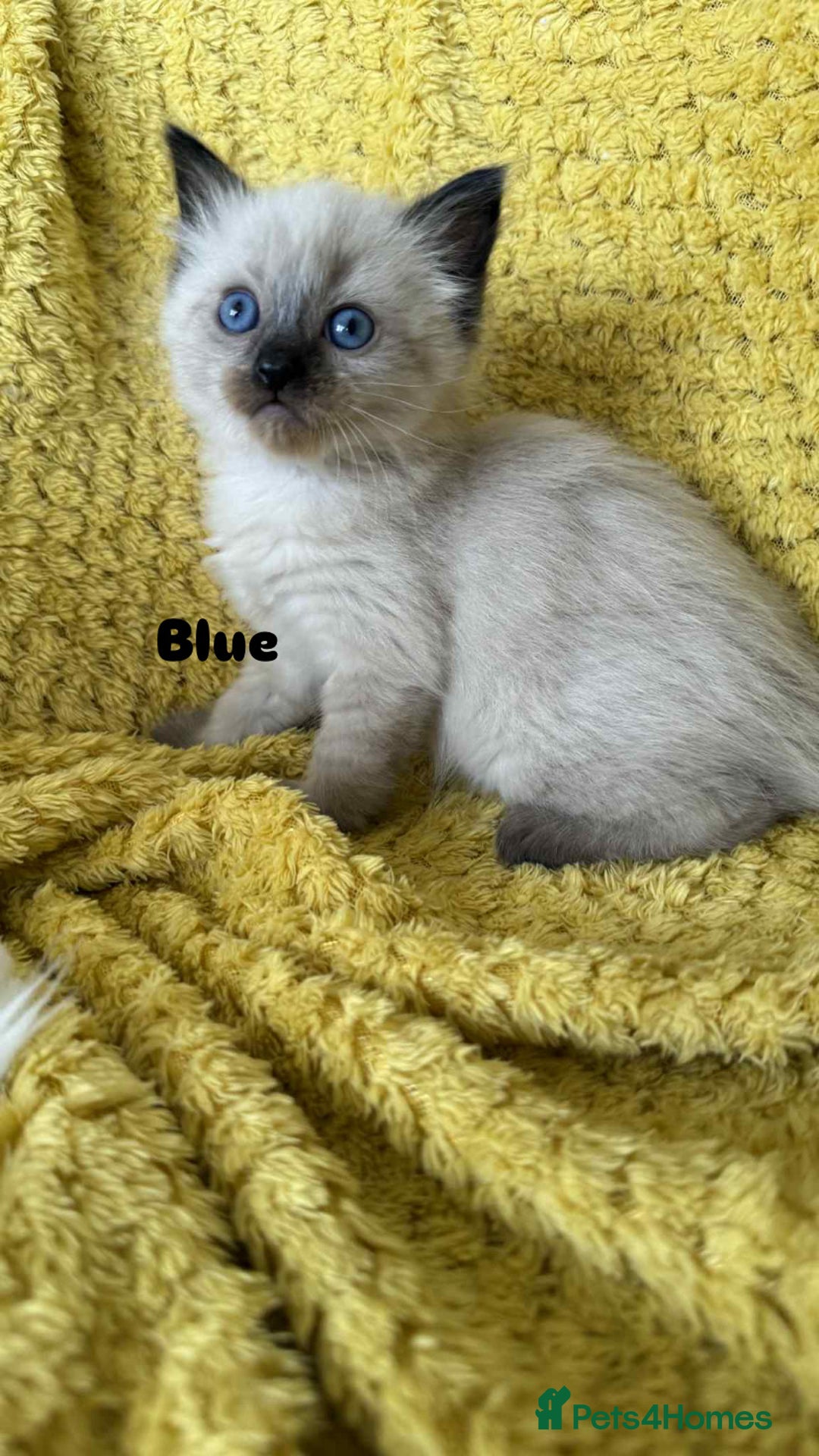 Ragdoll cats for sale: Pure breed ragdolls . Ready to leave SOON  - Image 19