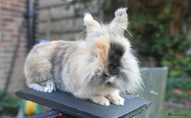 Mixed Breed rabbits - Advert 10