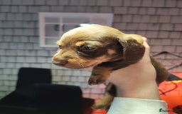 Dachshund dogs for sale: Puppy's - Image 1