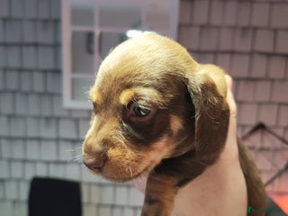 Dachshund dogs - Advert 32