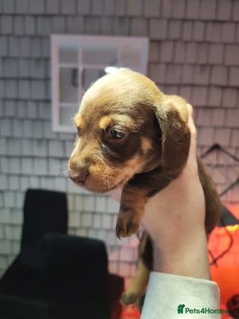 Dachshund dogs - Advert 1