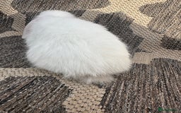 Mini Lop rabbits for sale: Gorgeous mini lop bucks available . - Image 21