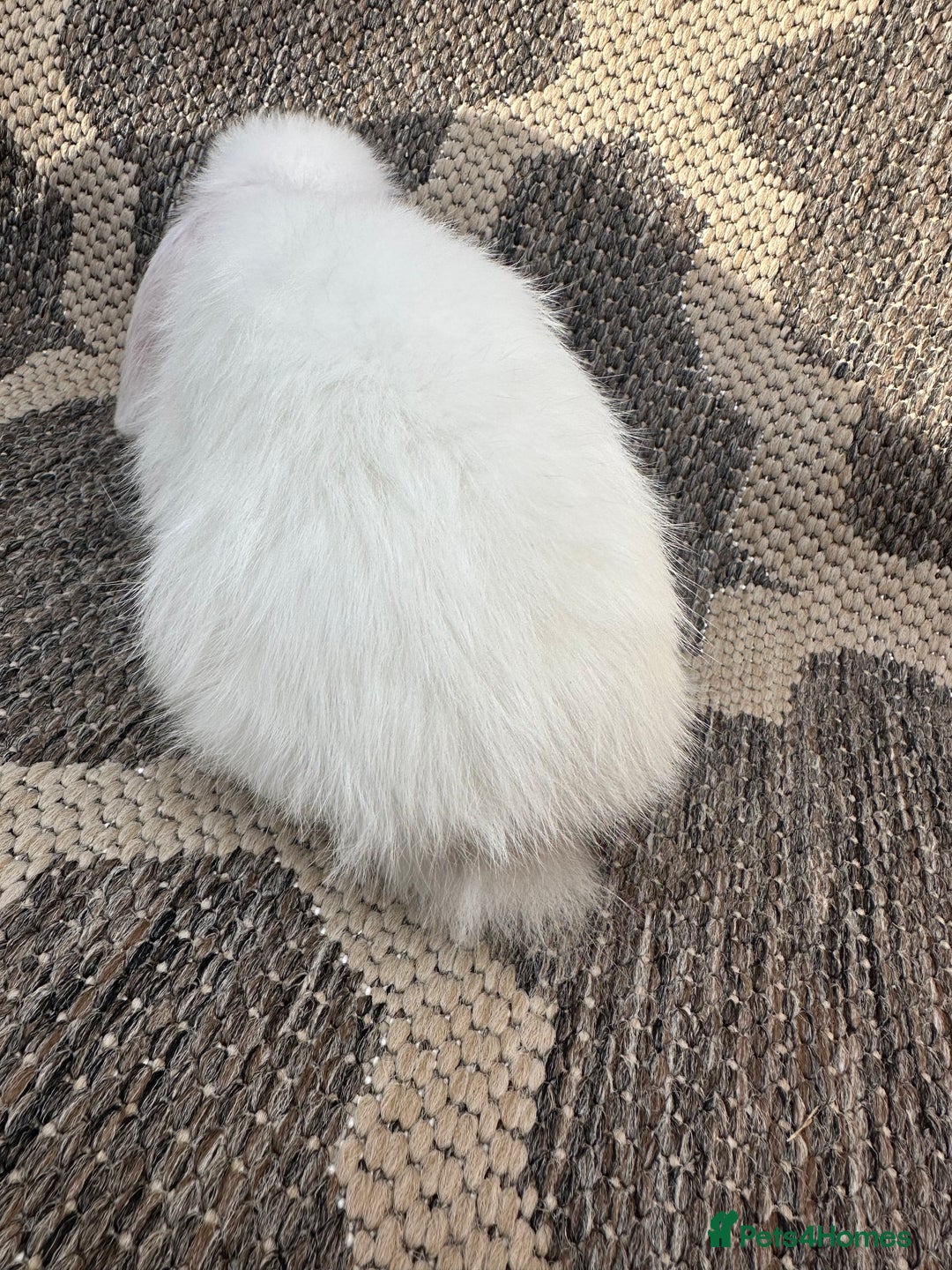 Mini Lop rabbits for sale: Gorgeous mini lop bucks available . - Image 21