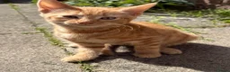 Mixed Breed cats for sale: Gorgeous kittens - Advert 2