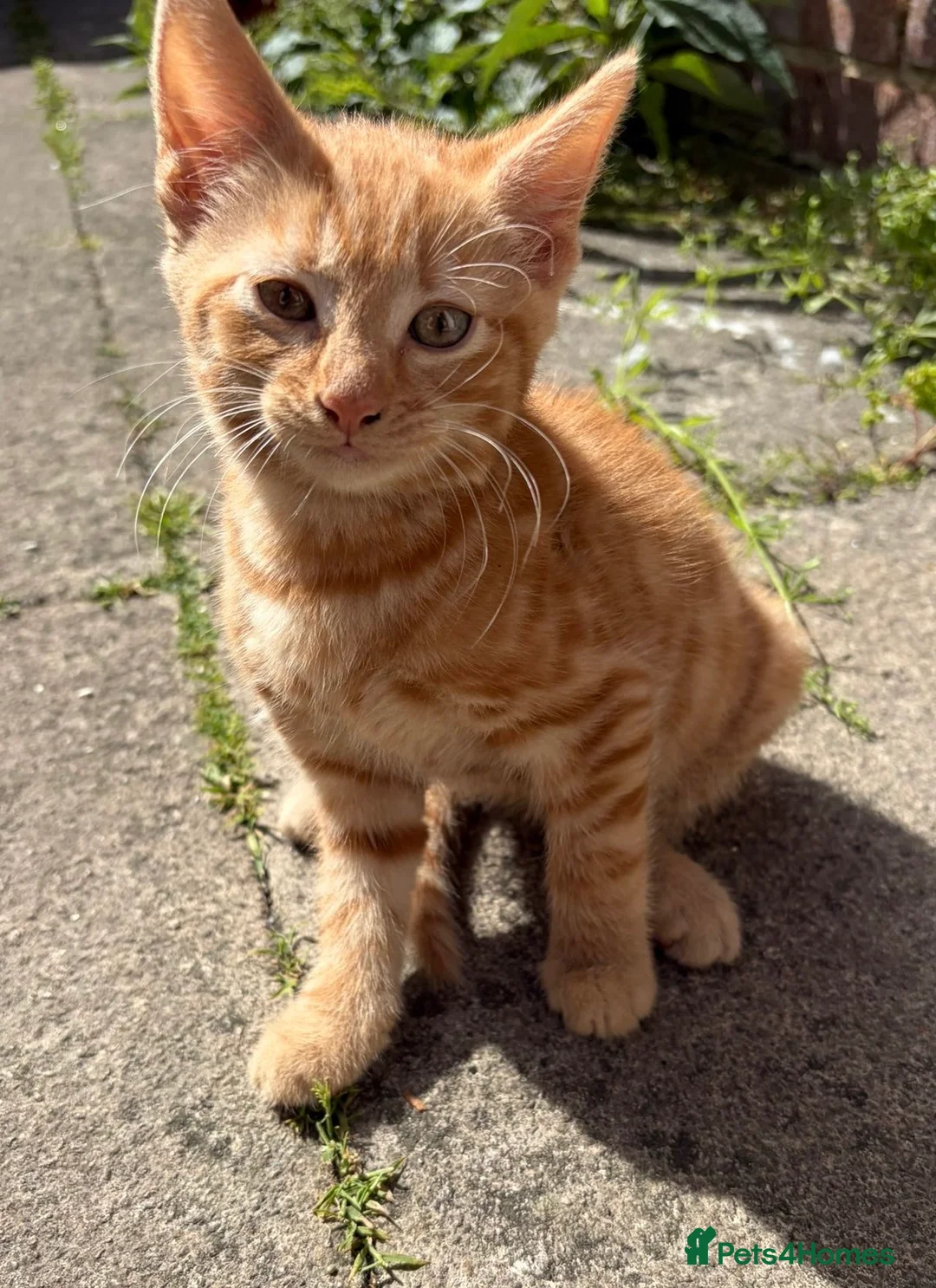Mixed Breed cats for sale: Gorgeous kittens - Advert 2