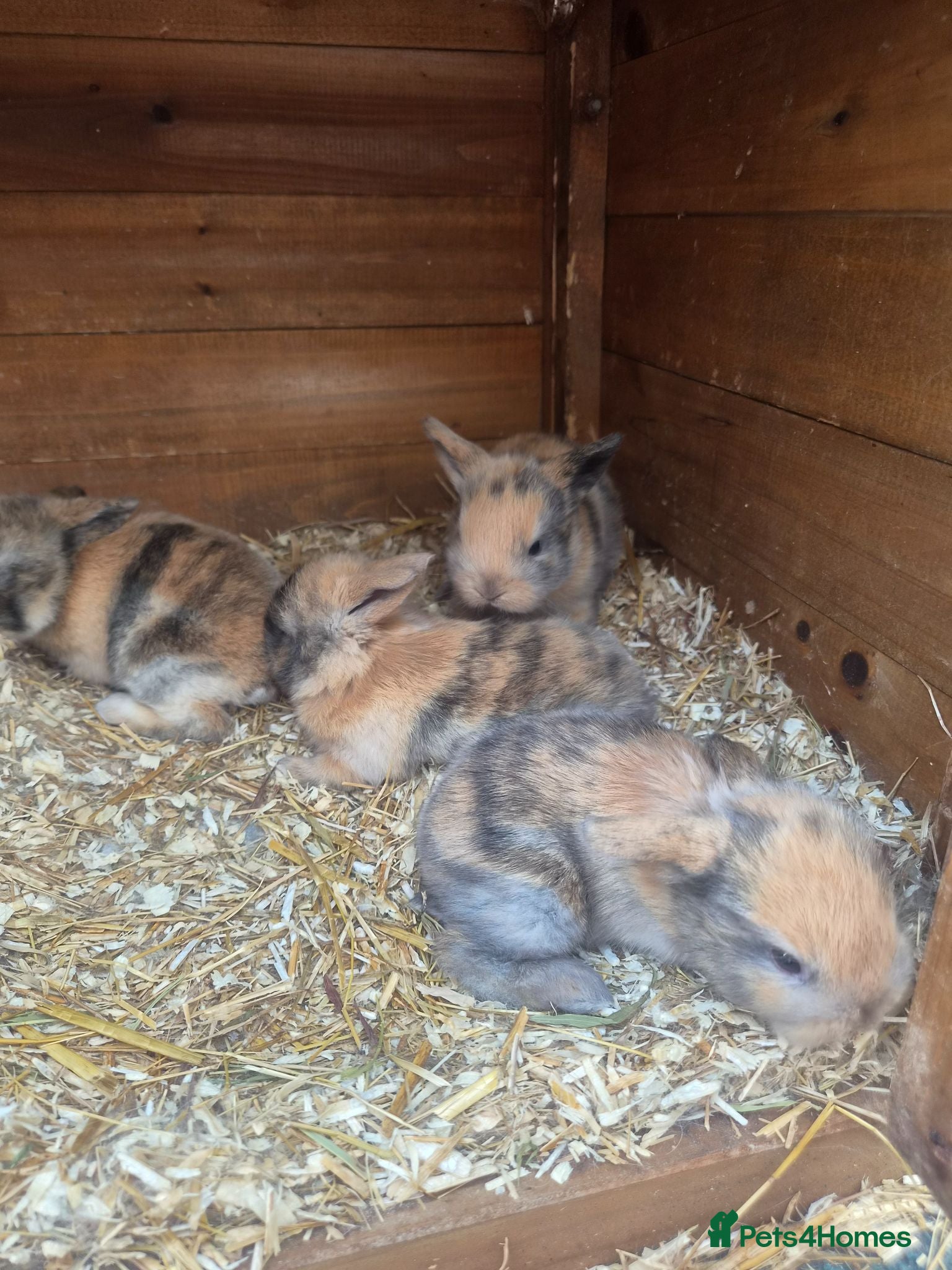 Mini Lop rabbits Mixed litter of mini lops 4 available  - Advert 8