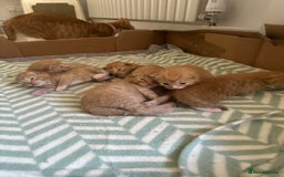 Domestic Shorthair cats for sale: 6 ginger kittens for sale - Image 12
