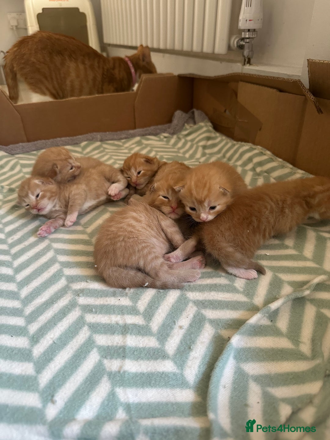Domestic Shorthair cats for sale: 6 ginger kittens for sale - Image 12