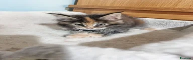 Maine Coon 6