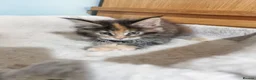 Maine Coon cats for sale: Pedigree GCCF Registered Maine Coon Kittens - Advert 2