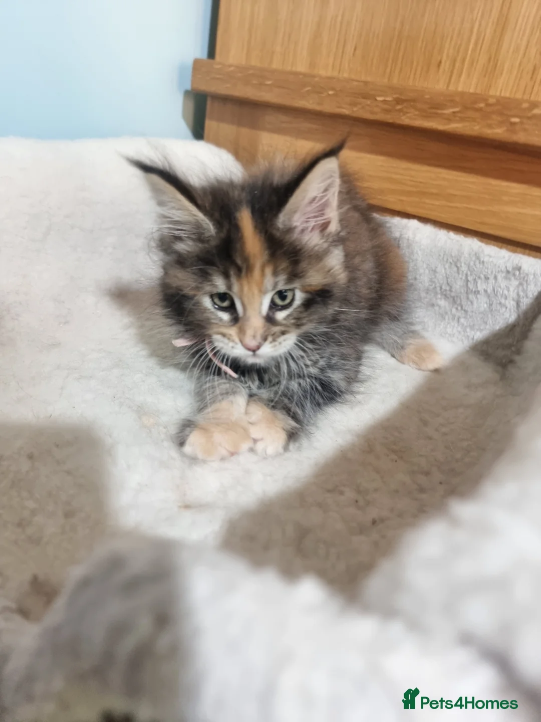 Maine Coon cats for sale: Pedigree GCCF Registered Maine Coon Kittens - Advert 2