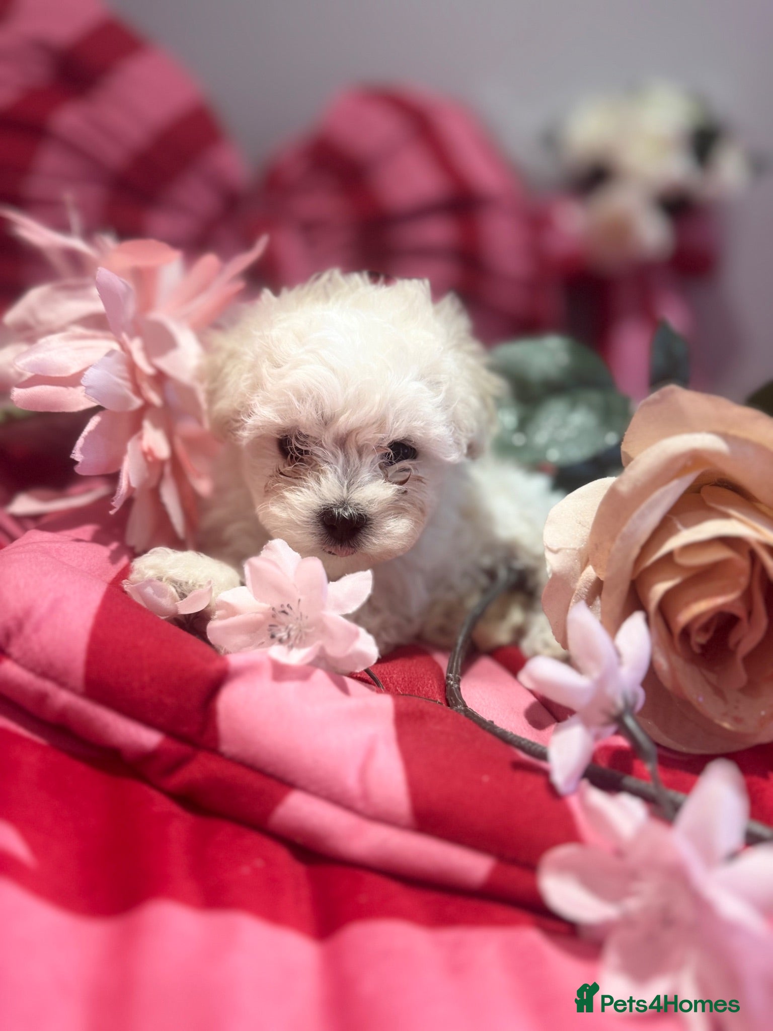 Maltipoo dogs F1 stunning Asian Maltipoo cream tiny puppies  - Advert 18