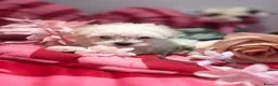 Maltipoo dogs for sale: F1 stunning Asian Maltipoo cream tiny puppies  - Advert 28