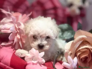 Maltipoo dogs F1 stunning Asian Maltipoo cream tiny puppies - Advert 18