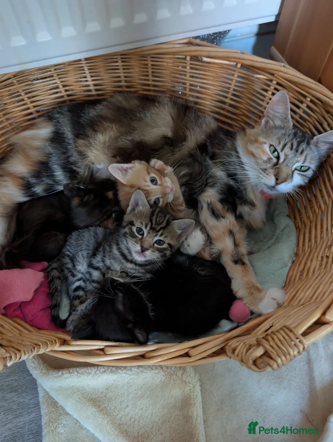 Mixed Breed cats for sale: Siberian X Bengal kittens for sale in Portsmouth - Advert 2