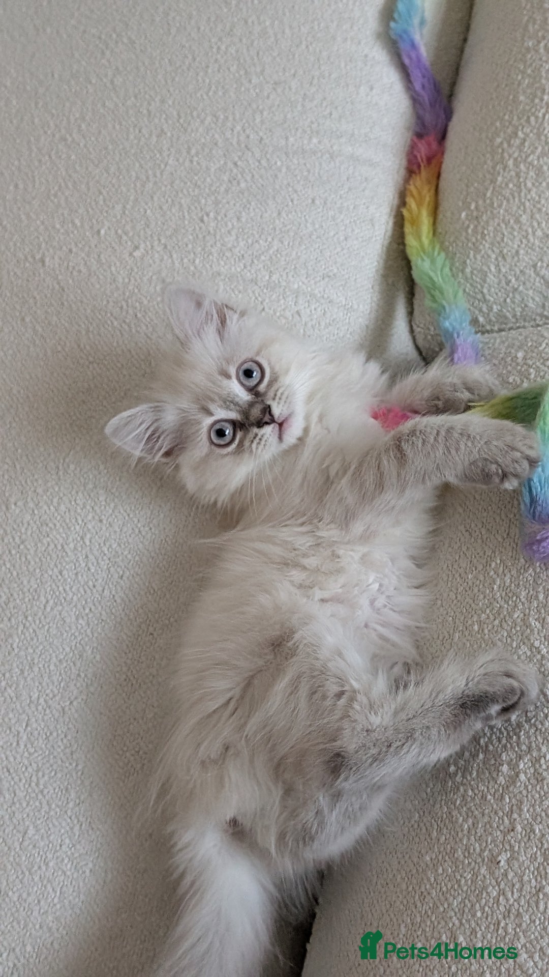 British Shorthair cats for sale: 🐾 Gorgeous British Shorthair Kittens 🐾 Pointed! - Image 3