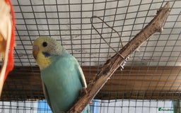 Budgerigars birds for sale: 6 baby budgies for sale from £30 to £40 - Image 10