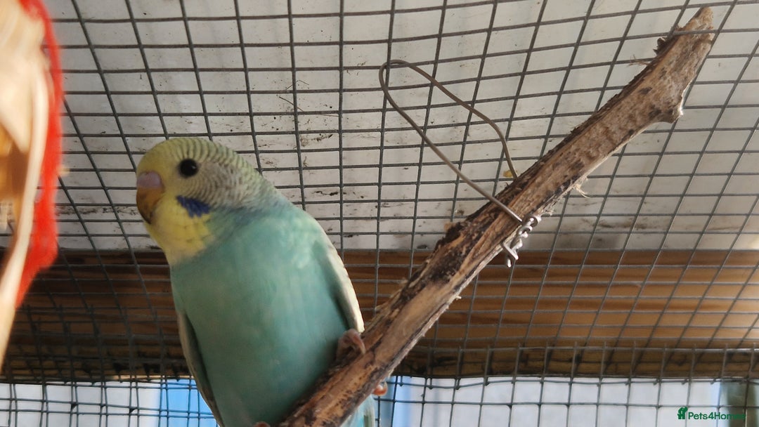 Budgerigars birds for sale: 6 baby budgies for sale from £30 to £40 - Image 10