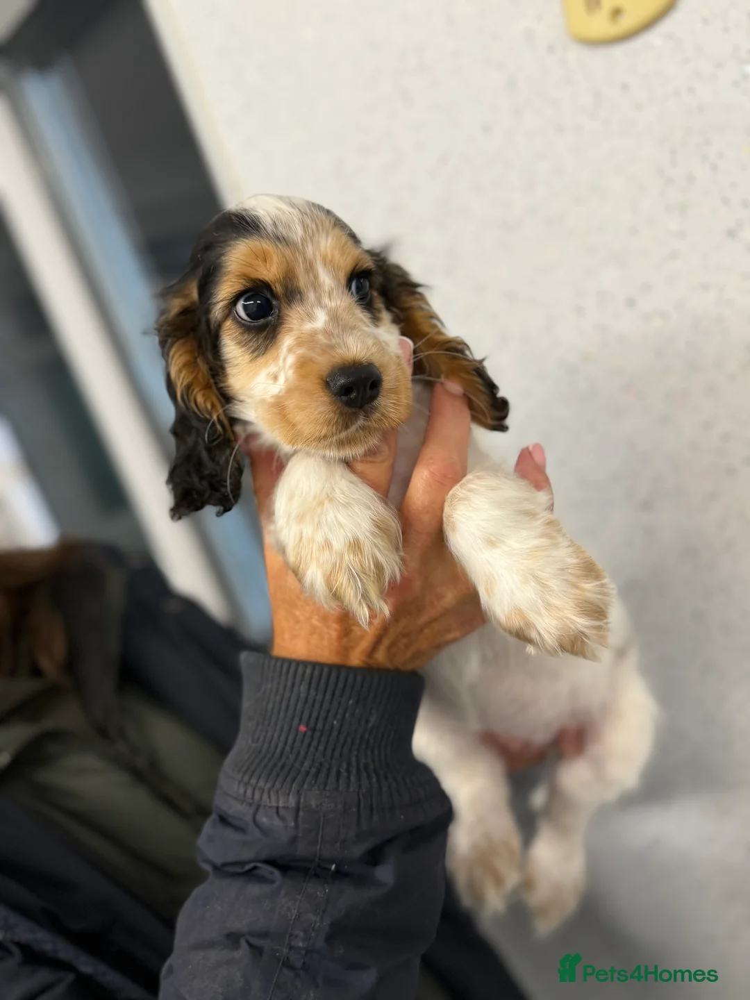 Cocker Spaniel dogs for sale: Kc reg cocker soaniels - Advert 7