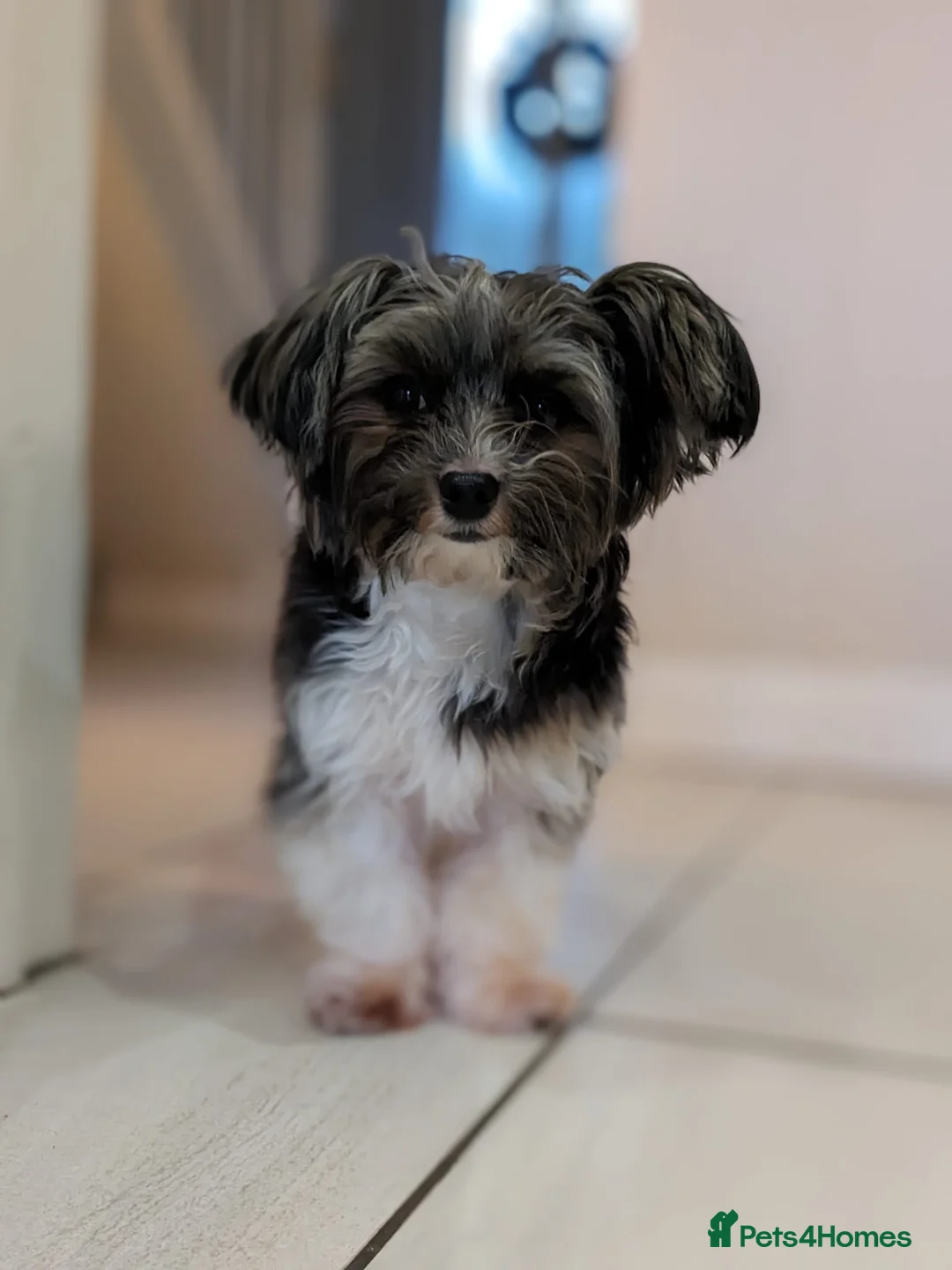 Biewer Terrier dogs for stud: Purebred Pedigree Biewer Terrier Proven Stud in Merthyr Tydfil - Advert 14