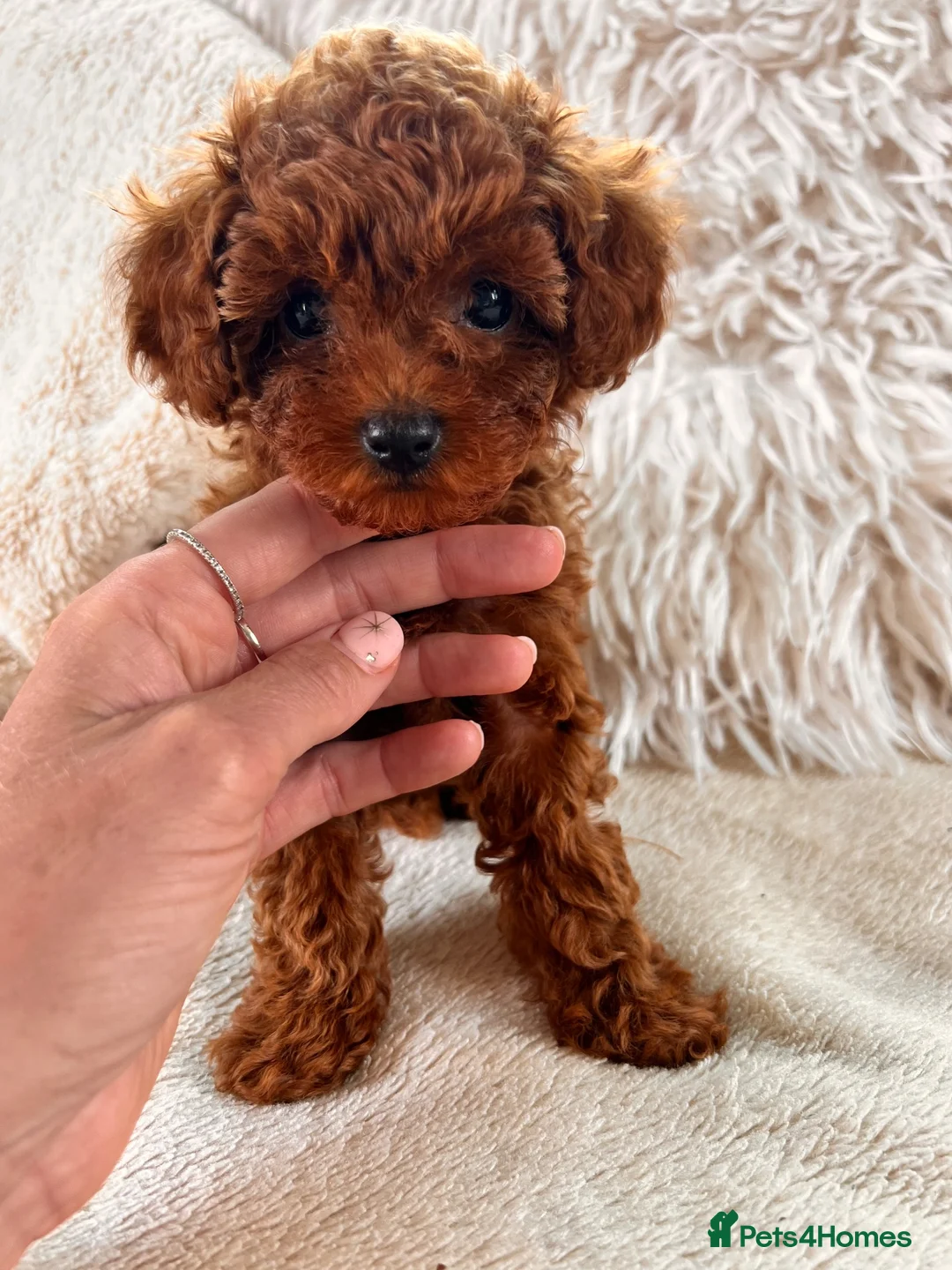 Toy Poodle dogs for sale: 🧸Asian poodle girl 🧸 in Bishop's Stortford - Advert 2