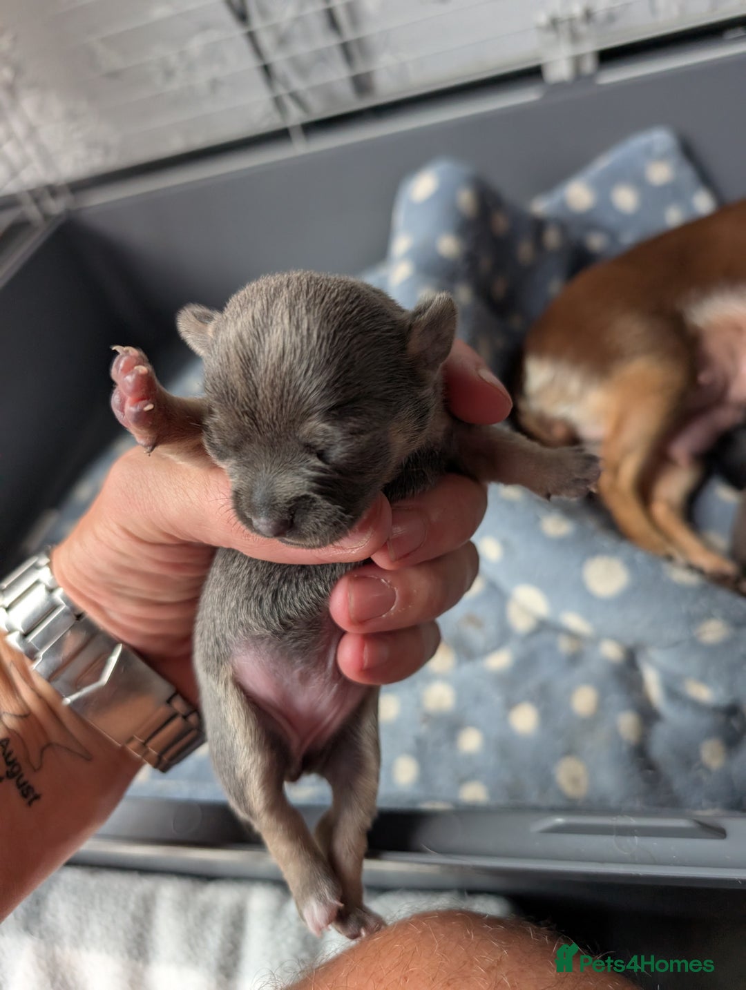 Chihuahua dogs for sale: 🐾 Adorable Chihuahua Puppies for Sale 🐾 - Image 13