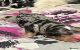 Mixed Breed dogs for sale: Blue merle and golden retriever puppies - Image 4