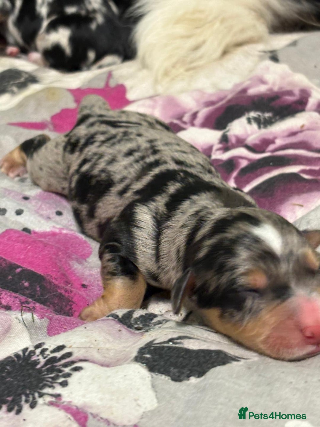 Mixed Breed dogs for sale: Blue merle and golden retriever puppies - Image 4