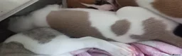 Whippet dogs for sale: 4 beautiful KC whippet puppies! - Advert 12
