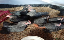 Chickens poultry for sale: Pekin Bantam Cockerels - Image 1