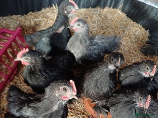 Chickens poultry - Advert 10