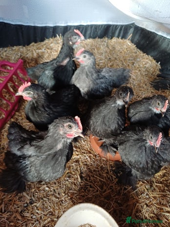 Chickens poultry - Advert 10