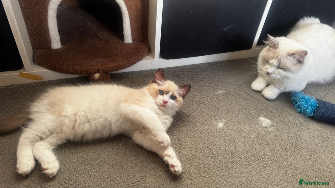 Ragdoll cats for sale: Chunky seal bicolour kitten - Image 7