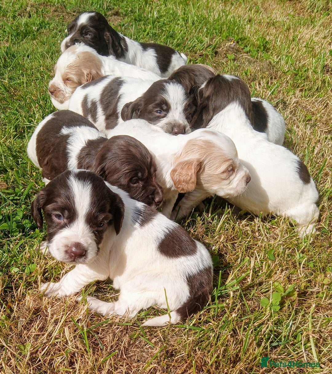 Sprocker dogs for sale: Beautiful f2 sprockers - Image 17