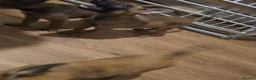 Belgian Shepherd Dog dogs for sale: Belgian Malinois Puppies for Sale- 11 weeks old - Advert 14