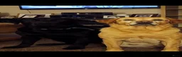 Labrador Retriever dogs for sale: Chunky labrador puppies for sale - Advert 6